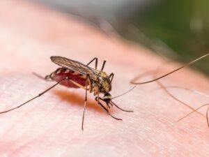 Mosquito-Borne Diseases: A Growing Global Health Threat