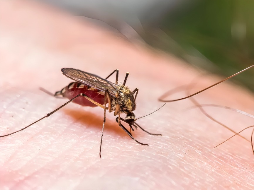 Mosquito-Borne Diseases: A Growing Global Health Threat